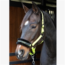 Harry's Horse grime Lyrics Quotes 